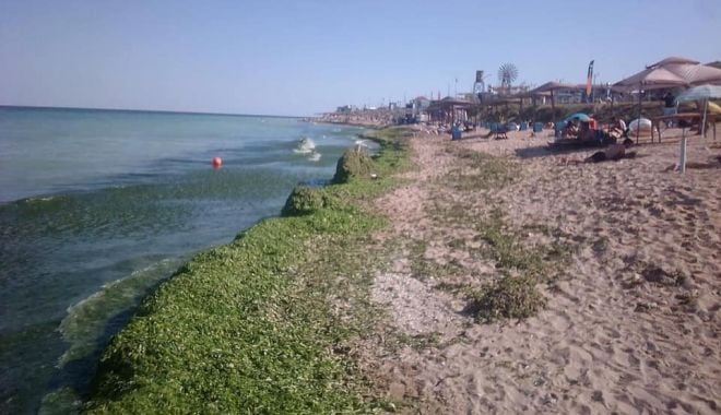 Mii de tone de alge, adunate de pe plaje, pe litoral - miidetone-1629628151.jpg