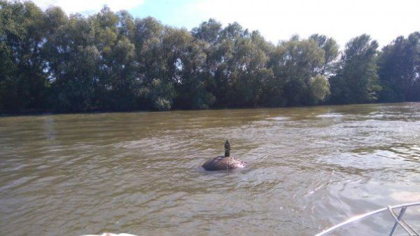UPDATE Mina marină descoperită pe brațul Chilia extrasă de autoritați. Ce proveniență are obiectul pirotehnic - mina-marina-1712586085.jpg