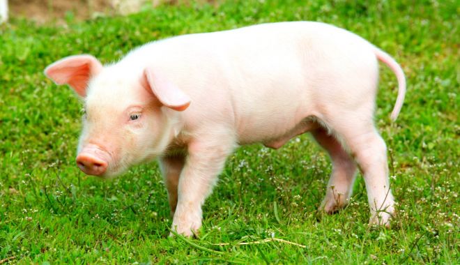 Limitarea numărului de porci la cinci, o măsură dură, dar necesară - ministrulagriculturii-1612546906.jpg