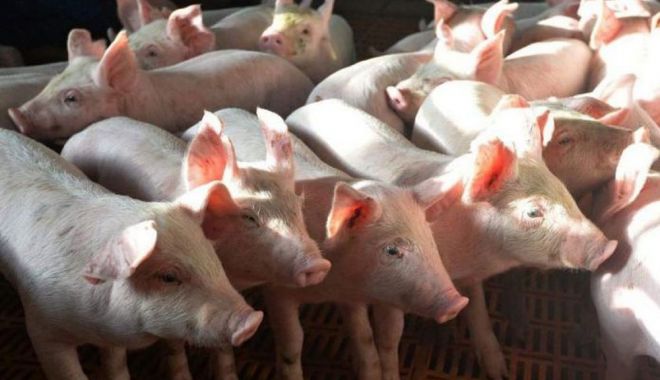 Ministrul Agriculturii vine cu precizări pentru crescătorii de porci - ministrulagriculturiivinecu-1613317324.jpg