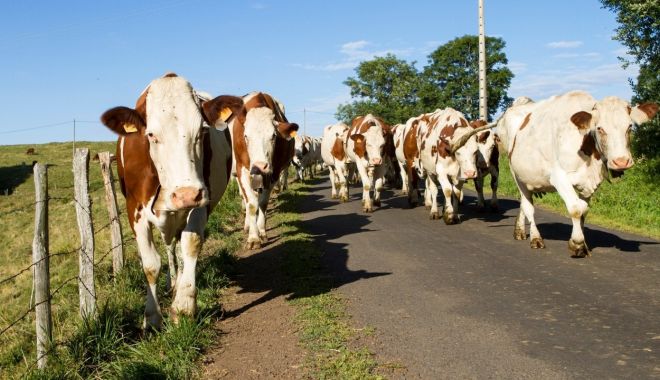 Ministrul Petre Daea solicită sprijinul Comisiei Europene pentru crescătorii de animale