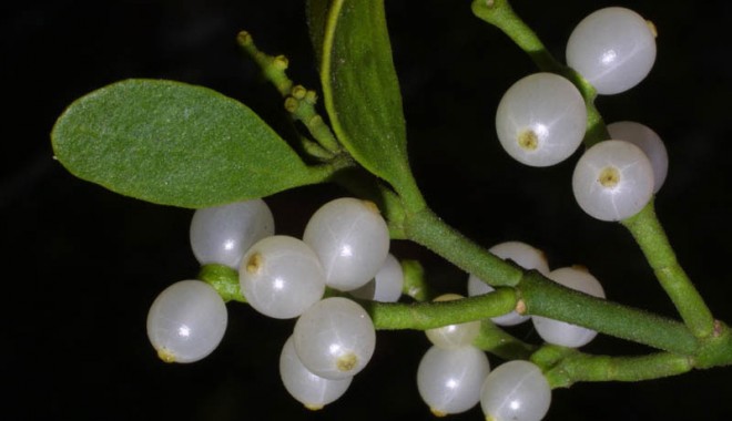 Ce beneficii aduce vâscul sănătății - mistletoefruitslg2-1325062802.jpg