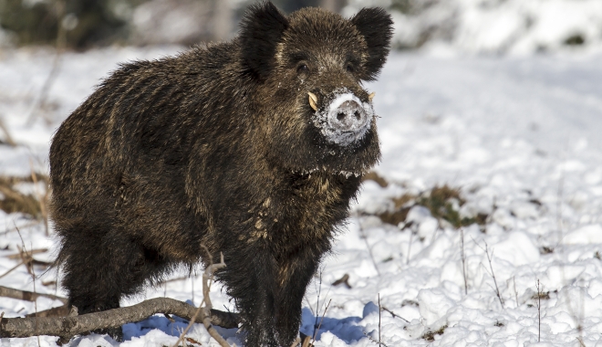 Silvicultorii au identificat un mistreț contaminat radioactiv - mistret-1513869594.jpg