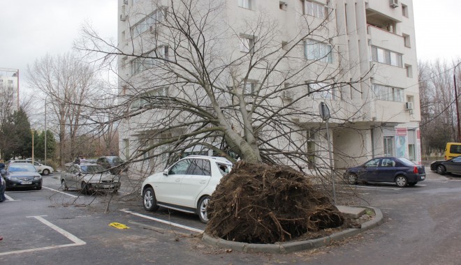 IMAGINI INEDITE LA CONSTANȚA. Vezi cum arată un Mercedes ML cu un copac înfipt în el! - mlturtit3-1354535044.jpg
