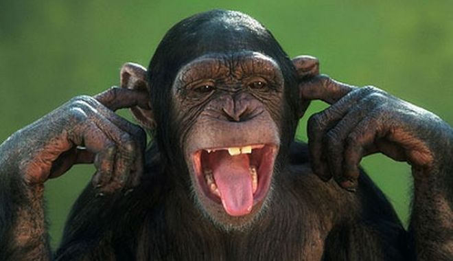 Bancuri - monkey-1551304668.jpg