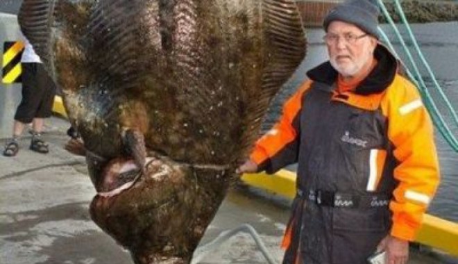 Monstrul APELOR, prins în Islanda. Are 250 KG și 2,58 METRI! - monstruape69284500-1361093284.jpg