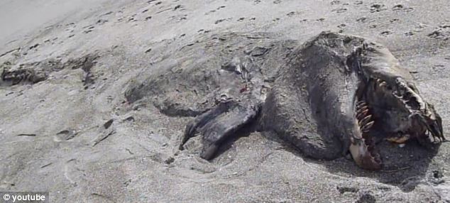 Foto și video. Monstru marin de aproape 10 metri, descoperit pe o plajă din Noua Zeelandă - monstrumarin-1368098136.jpg