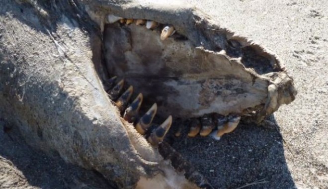 Foto și video. Monstru marin de aproape 10 metri, descoperit pe o plajă din Noua Zeelandă - monstrumarin1-1368098151.jpg