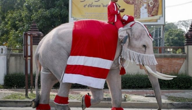 TRADIȚII DE PE MAPAMOND. Țara în care elefanții aduc cadourile de Crăciun - moscraciunpeelefant18054100-1545722454.jpg
