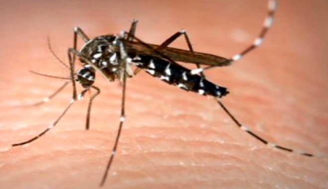 Virusul West Nile face victime printre constănțeni - mosquito-1379334993.jpg