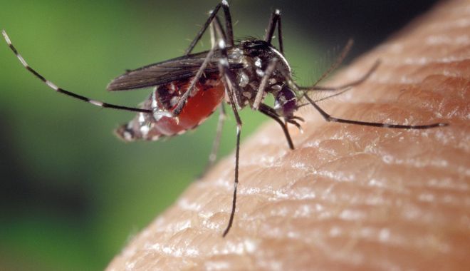 42 de cazuri confirmate şi două probabile de infecţie cu virusul West Nile - mosquito13323821280-1694688354.jpg
