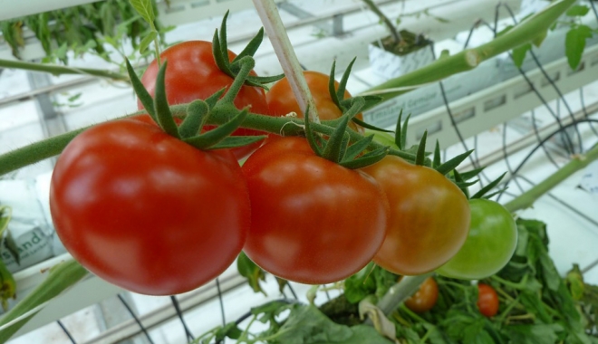 Măsuri pentru valorificarea tomatelor produse în spații protejate - mssurivalorificare-1508431991.jpg