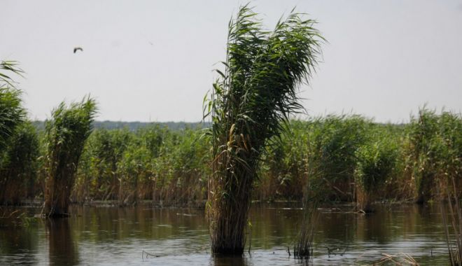 Ministrul Agriculturii a dispus o ancheta în afacerea cu stuf din Delta Dunării