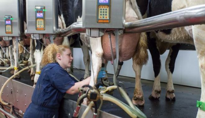 Iată până la de data se poate solicita ajutorul pentru creșterea animalelor - muls-1544024656.jpg