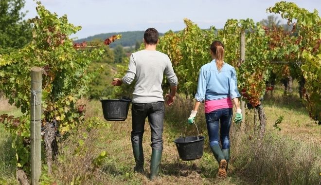 Înalt oficial german: Românii și bulgarii sunt de vină pentru răspândirea COVID-19 - munca-1592468575.jpg