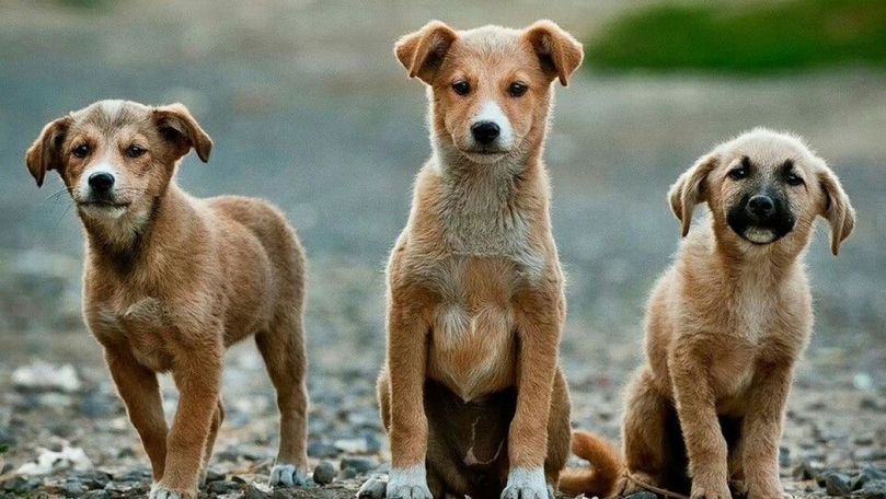 Primăria oraşului Murfatlar demarează o acţiune de sterilizare a animalelor cu stăpân - murfatlar-animale-1742479784.jpg