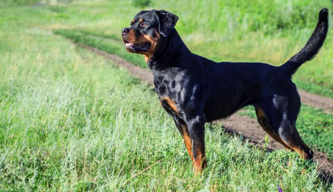 Pericol public! Patru dosare penale din cauza rottweiler-ului pe care-l creşte - muscatacaine-1601578631.jpg