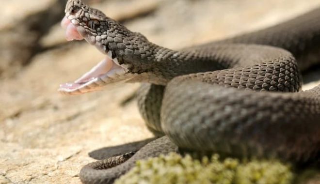 Simptome prin care recunoaștem o mușcătură de viperă - muscatura-de-vipera-1689789600.jpeg