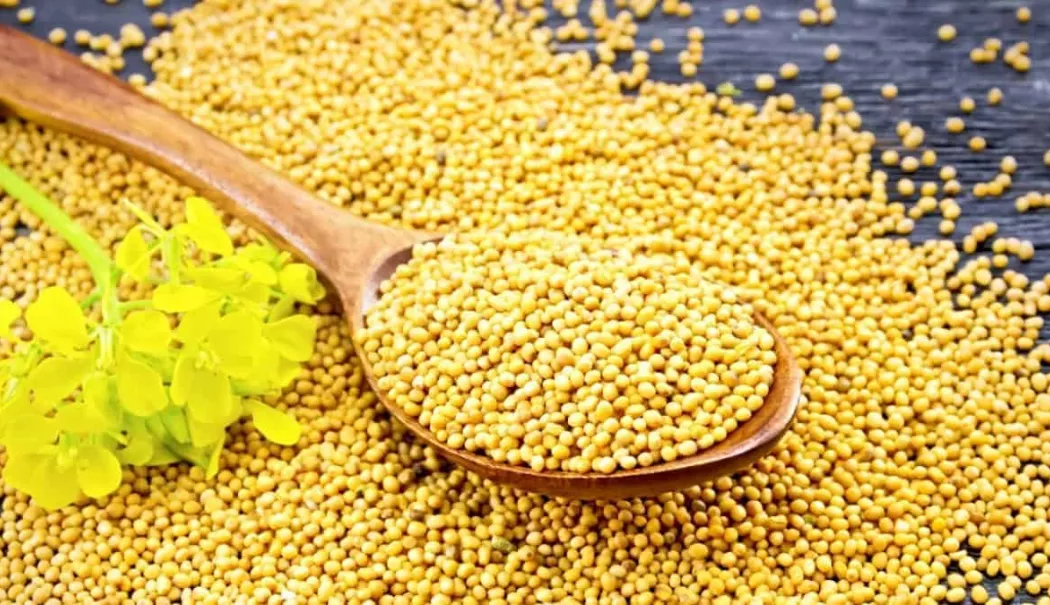 Muștarul alb ajută la detoxifierea organismului - mustar-1769688572.webp