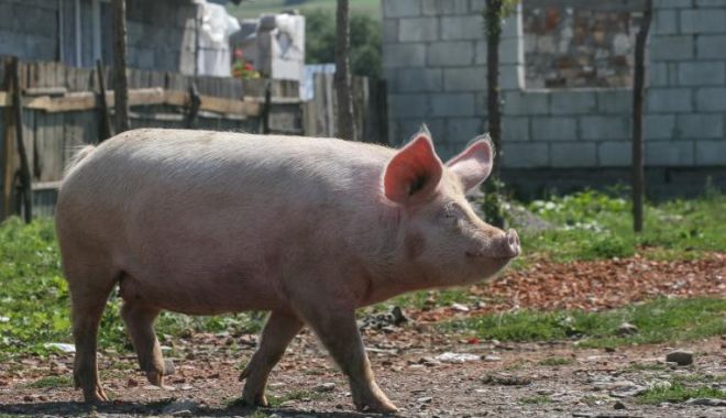 Un nou caz de pestă porcină africană, confirmat de autoritățile române - mzfjndjiotg3othkzmzmywu2zgq5nmu4-1575634591.jpg