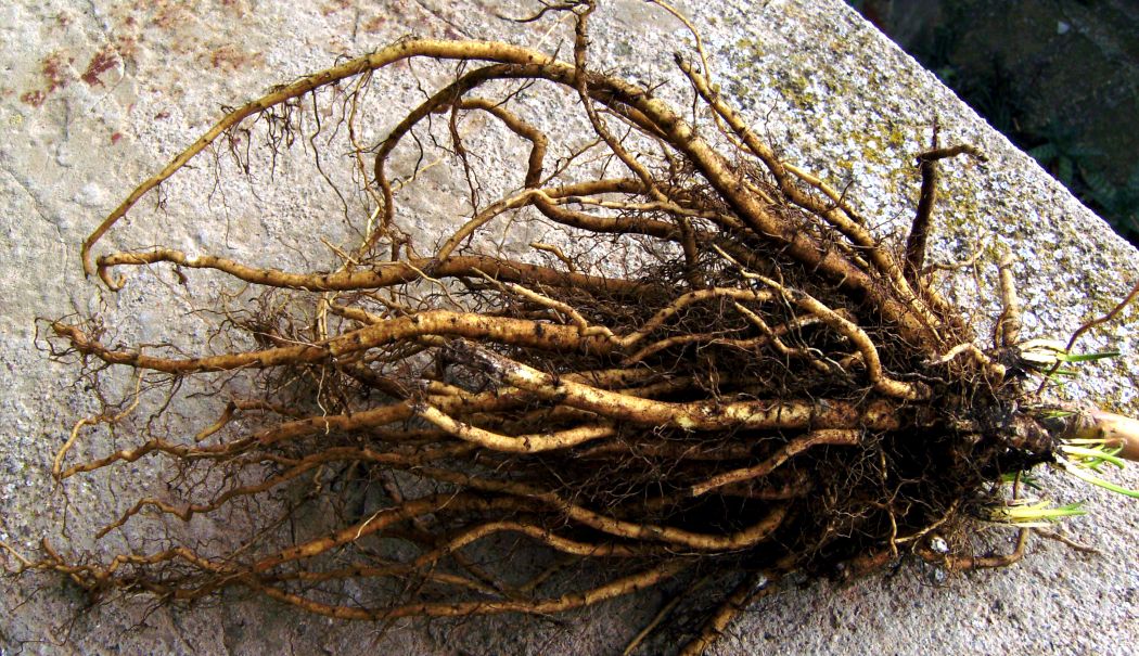 Rădăcina de nalbă poate acţiona ca un fel de pansament natural - nalba-1731938159.jpg