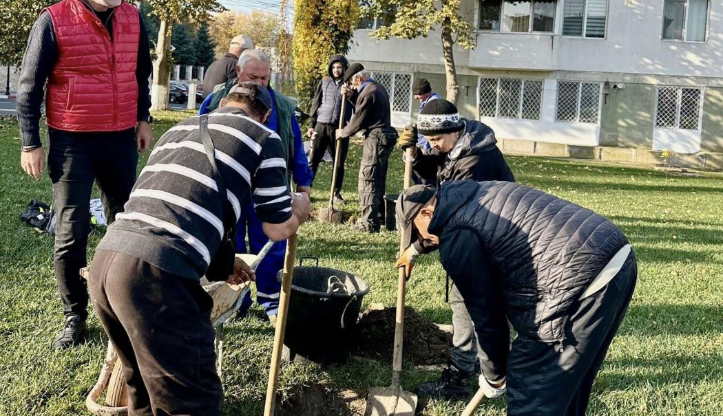 Edilul Florin Chelaru: „Ne dorim un oraș tot mai verde” - navodari-pomi-1730469969.jpg