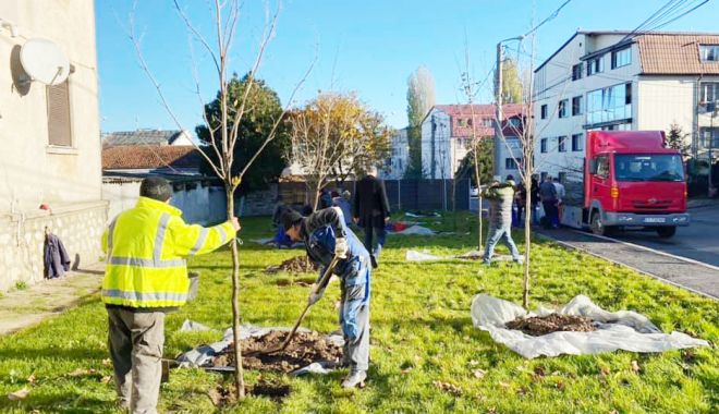 Primăria Năvodari a demarat o nouă acţiune de plantare de copaci în oraş - navodariplantare-1636902702.jpg