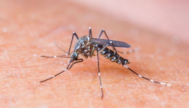 Ce trebuie făcut în cazul infectării cu virusul West Nile - nile-1504165344.jpg
