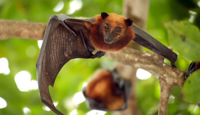 Nipah, virusul foarte periculos care se transmite de la lilieci. 10 oameni au murit deja! - nipahvirus-1527068741.jpg