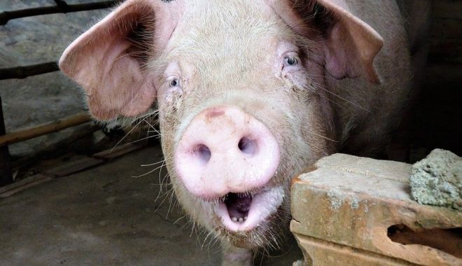 Specialiștii anunță noi focare de pestă porcină în ţară - noifocare-1630687867.jpg