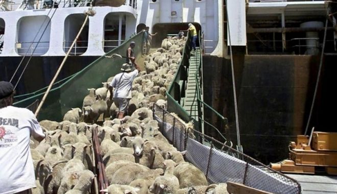 Noi măsuri pentru comerţul cu animale vii - noimasuri-1618334793.jpg