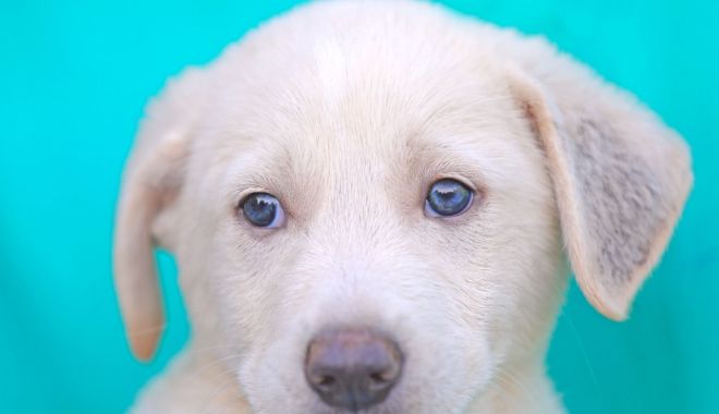 Abandonat într-un parc, Norișor a fost adoptat de o femeie cu suflet bun - norisor-1666112244.jpg