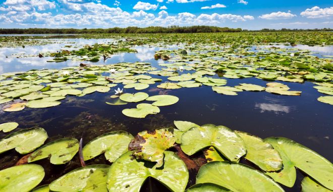 Nuferi și pescuit. Delta Dunării, relaxare în mijlocul naturii - nuferi-1532354093.jpg