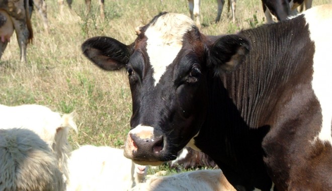 Numărul bovinelor sacrificate a crescut cu 22,6% - numarbovine-1404928627.jpg