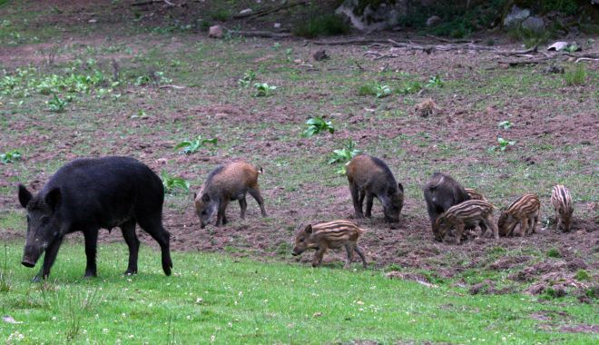Număr crescut de focare de pestă porcină în toată ţara - numarcrescut-1627056860.jpg