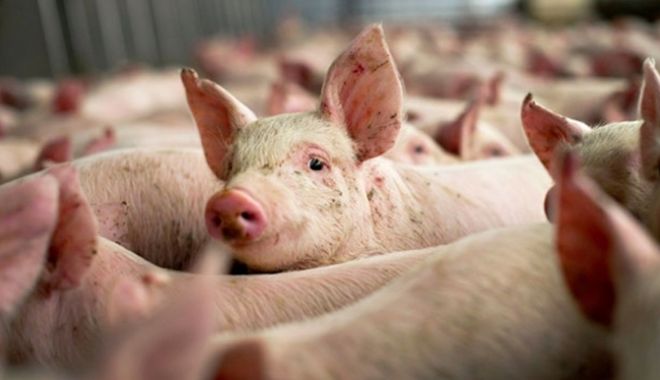 Prezența virusului pestei porcine africane, confirmată în jud. Alba - numrulfocarelordepestporcinacres-1572562023.jpg