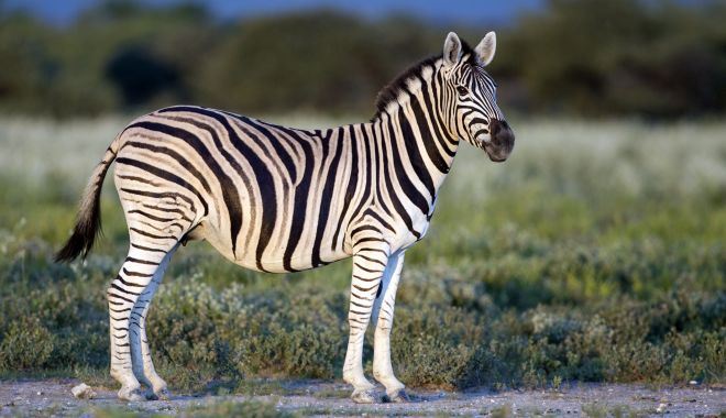 O tânără zebră evadează - o-tanara-zebra-evadeaza-1704194594.jpg
