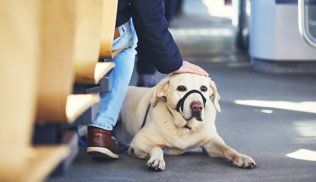 Reguli stricte pentru transportul animalelor de companie în mijloacele CT BUS - o78tgczaq7r7dwqa2xepa2skzwbq2z57-1776751790.webp