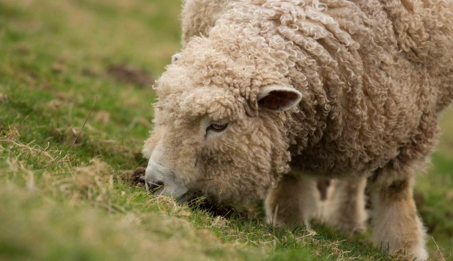O nouă perioadă de depunere a cererilor de sprijin pentru crescătorii de ovine și caprine - oaie-1385140145.jpg