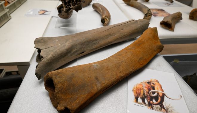 Descoperire incredibilă la metroul din Bruxelles. Mai multe oase aparținând unor animale preistorice au ieșit la iveală - oase-mamut-preistoric-1708259572.jpg