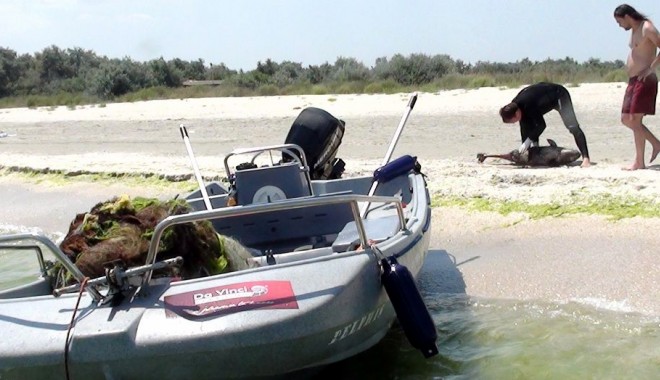 Dispozitive acustice pentru salvarea delfinilor din Marea Neagră - oceanicclub-1311087991.jpg