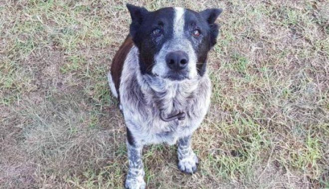 Fetiță de 3 ani, salvată de un câine surd și orb - odg3nmmwmjljm2zlmmy1mzjky2m1ytbj-1524480328.jpg