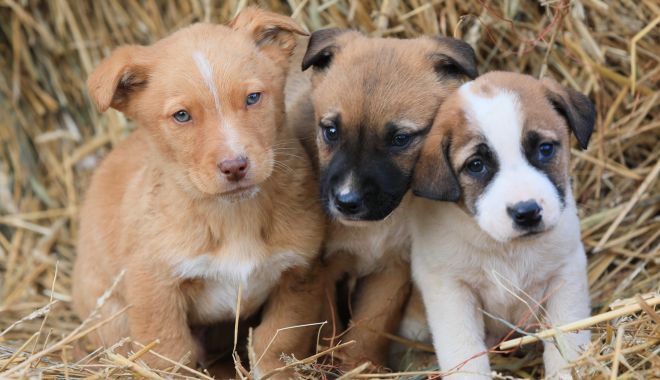 Oferă o nouă viață câinilor fără stăpân și participă la campania de adopție - oferaonouasursaprimariaconstanta-1580849373.jpg