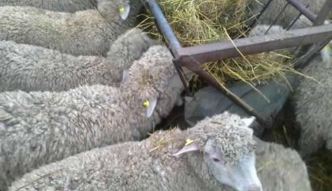 Iată ce reguli impune Turcia, în vederea deschiderii exportului de ovine - oi-1391181328.jpg