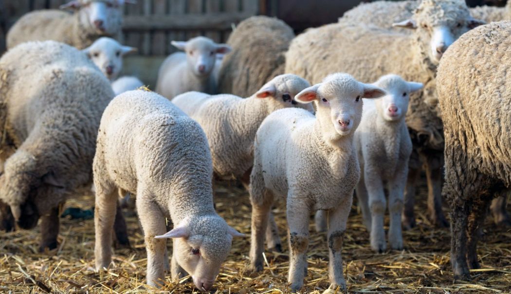 Interdicția livrării de ovine vii din România pe piața comunitară, prelungită - oi-vii-1744877137.jpg