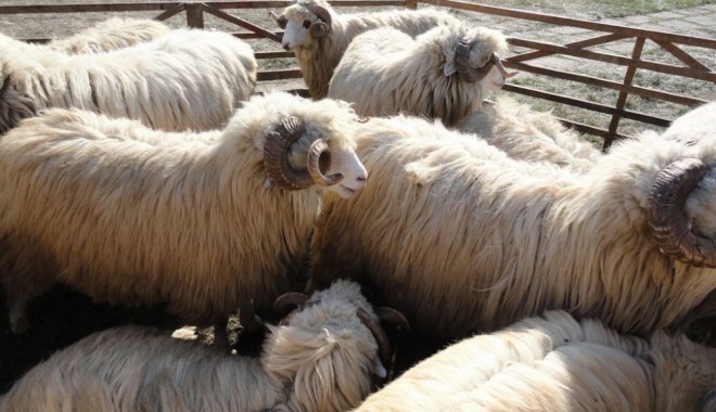 O nouă perioadă de depunere a cererilor de sprijin acordat crescătorilor de oi și capre - oi1378096606-1385049624.jpg