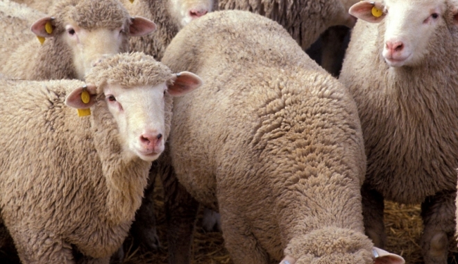 A fost reluat exportul de ovine și bovine către Israel - oi1381844759-1490960790.jpg