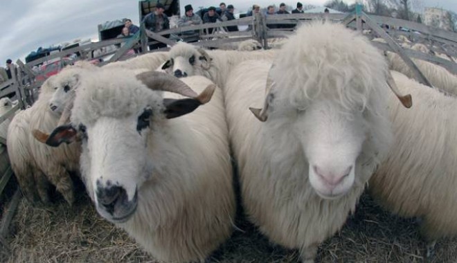 O nouă perioadă de depunere a cererilor de sprijin pentru crescătorii de ovine și caprine - oi1382393962-1385107836.jpg