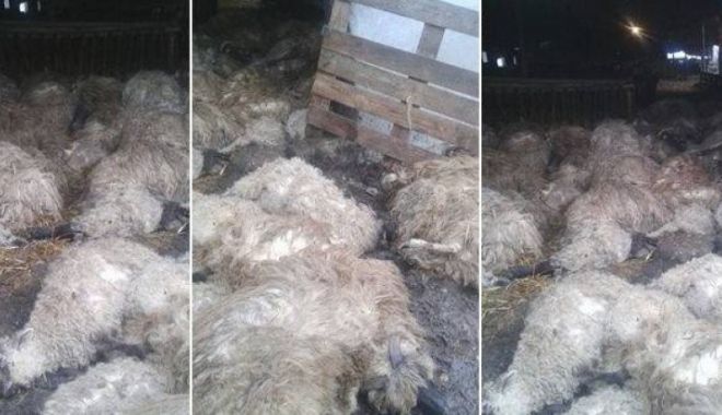 Caz șocant: Sute de oi au murit sufocate după atacul unor animale sălbatice - oimoarte702x33613632100-1522143049.jpg