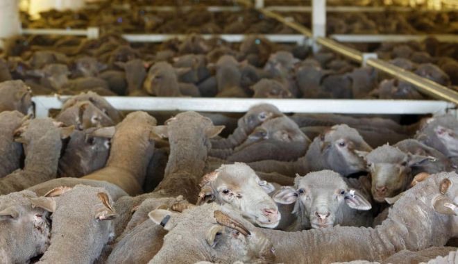 Veste bună pentru crescătorii de animale! Parlamentul european a votat o lege importantă pentru ei - oinava-1638461841.jpg